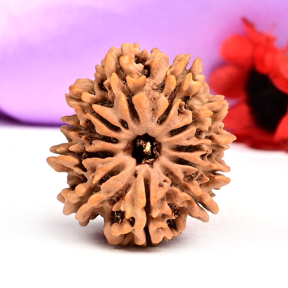 11 Mukhi from Nepal Small - CCLXXVII