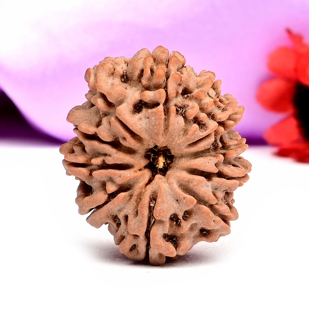 11 Mukhi from Nepal - CCCXLII