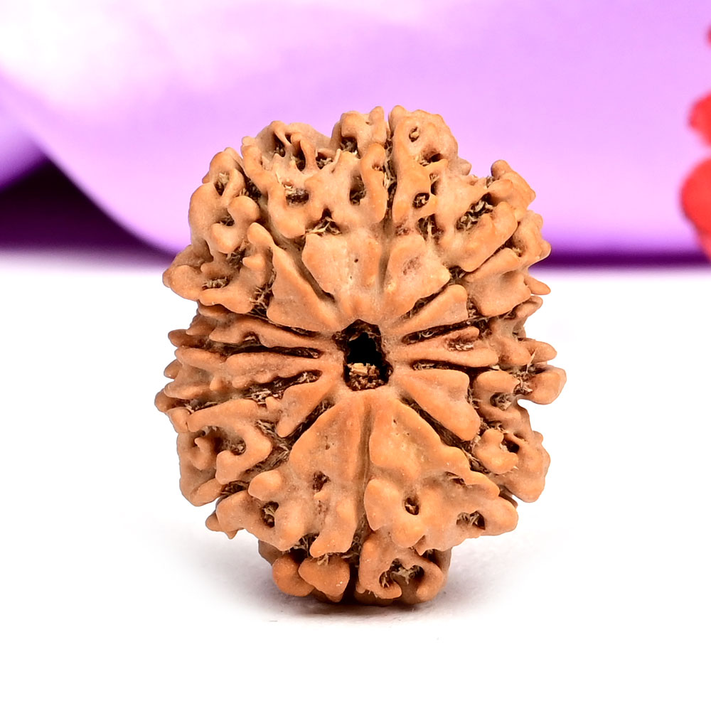11 Mukhi from Nepal - CCCXLIII