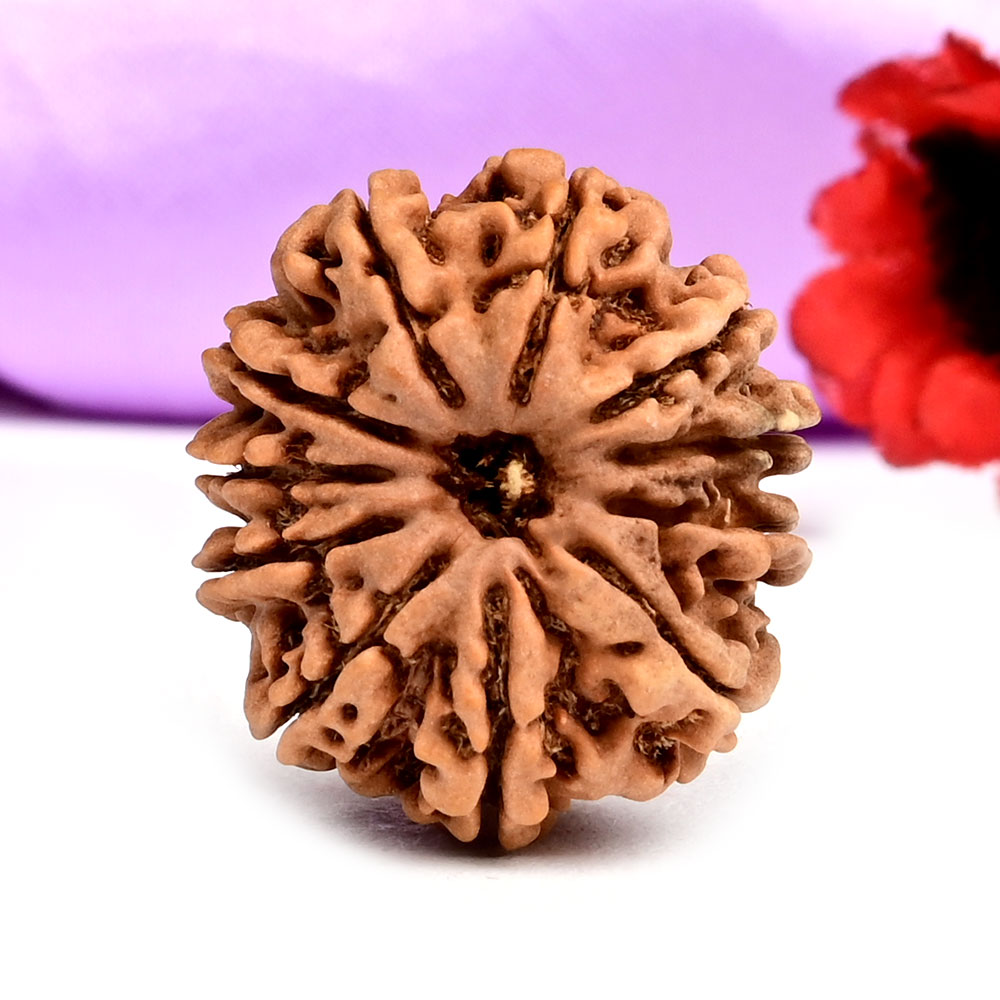 11 Mukhi from Nepal - CCCXLIV