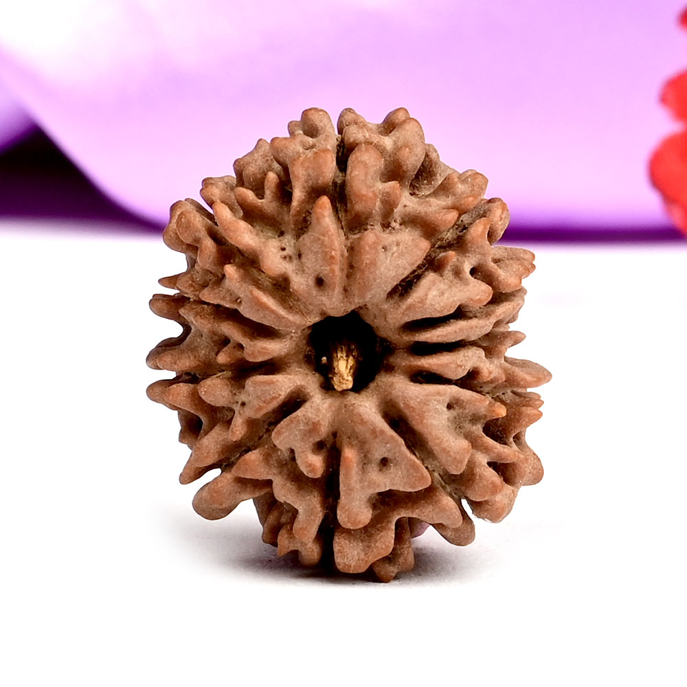 11 Mukhi from Nepal - CCCXLV