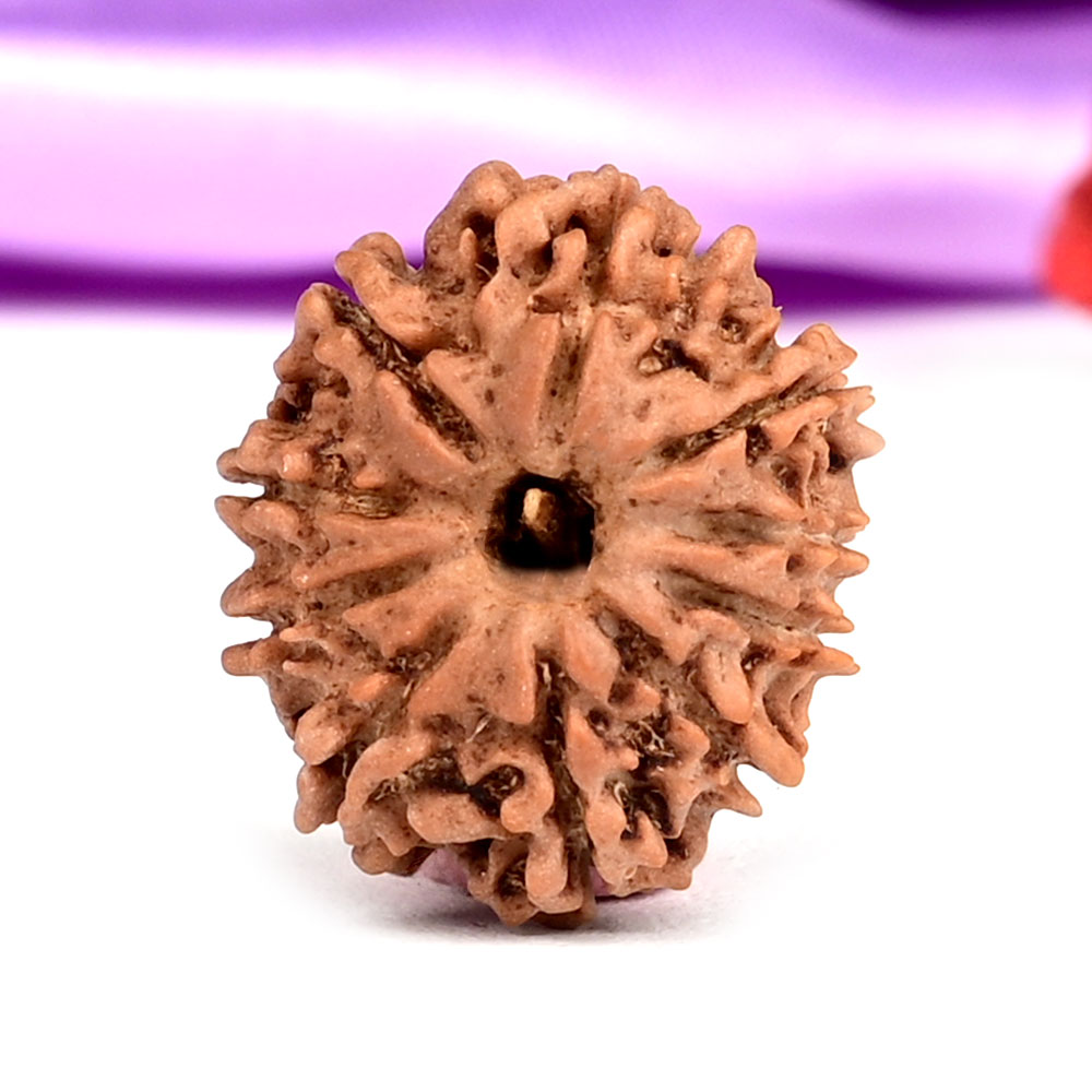 10 Mukhi from Nepal Small - CCCX