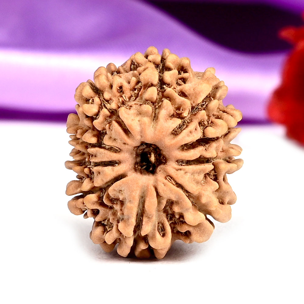 10 Mukhi from Nepal Small - CCCXI