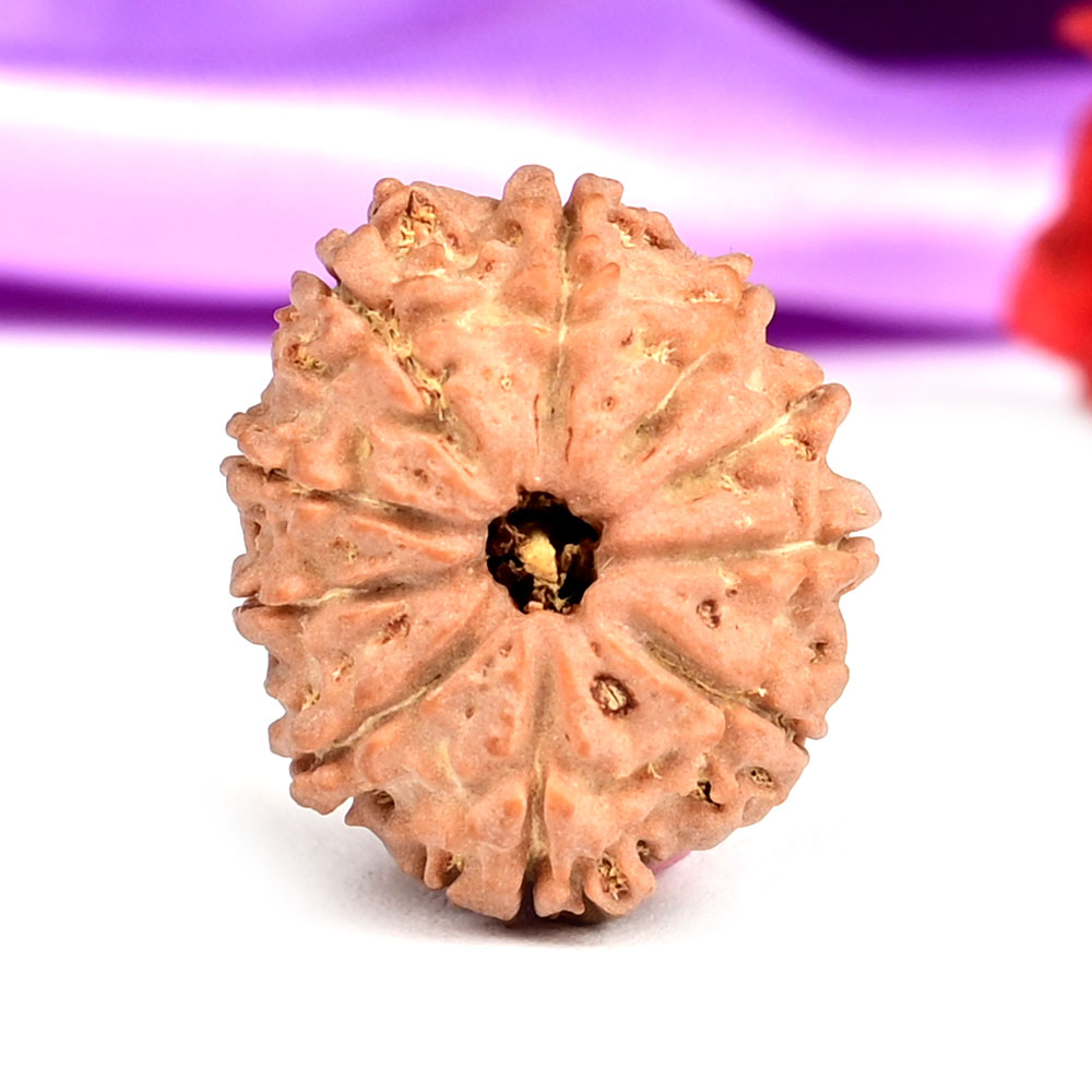 10 Mukhi from Nepal Small - CCCXII