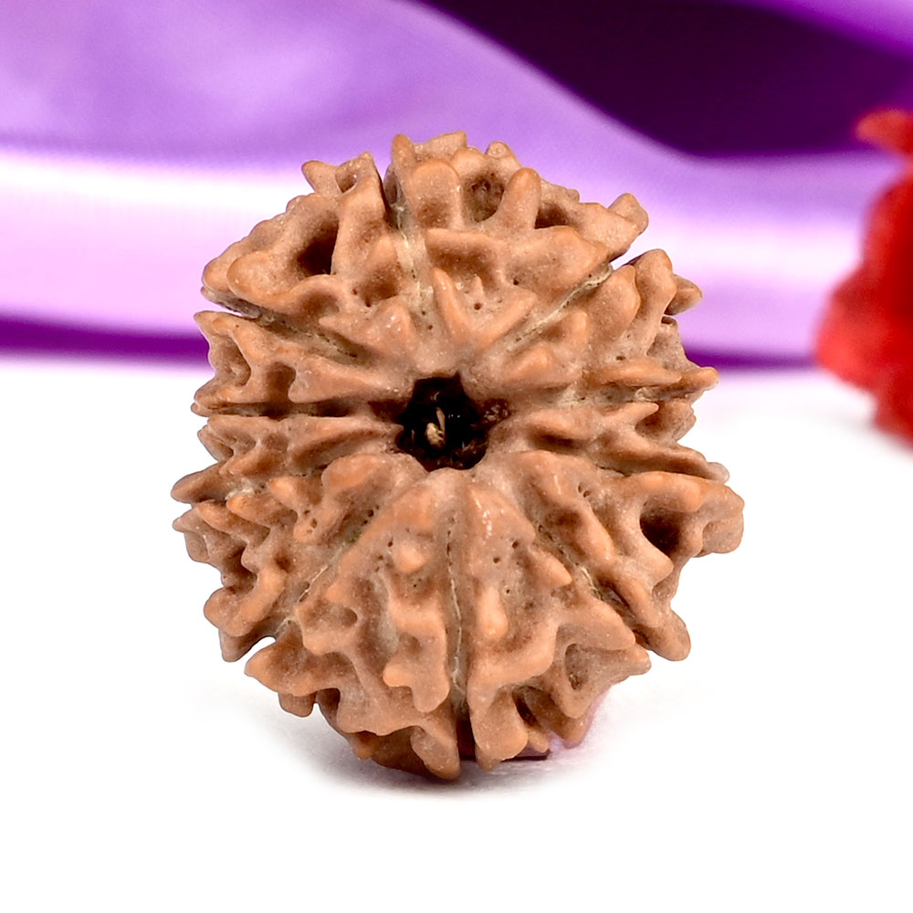  10 Mukhi from Nepal Small - CCCXIII