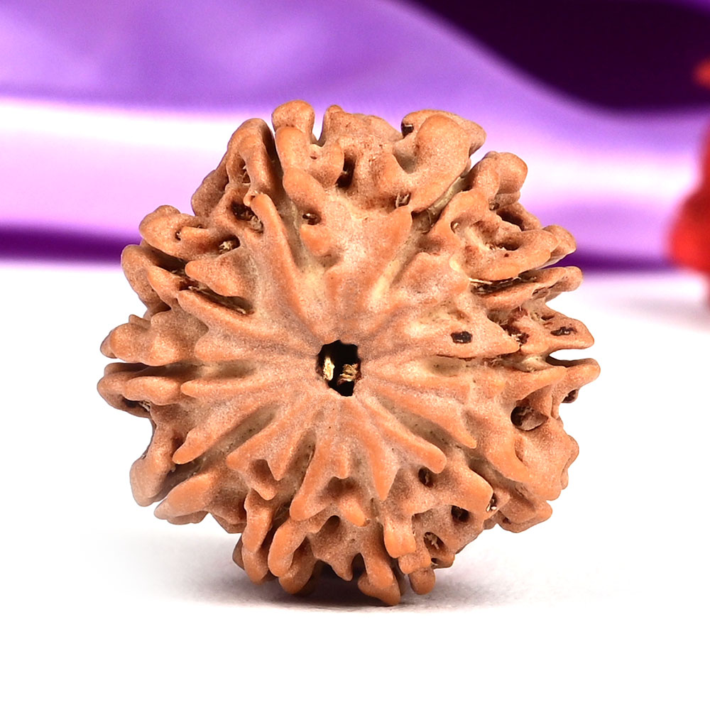 10 Mukhi from Nepal Small - CCCXIV