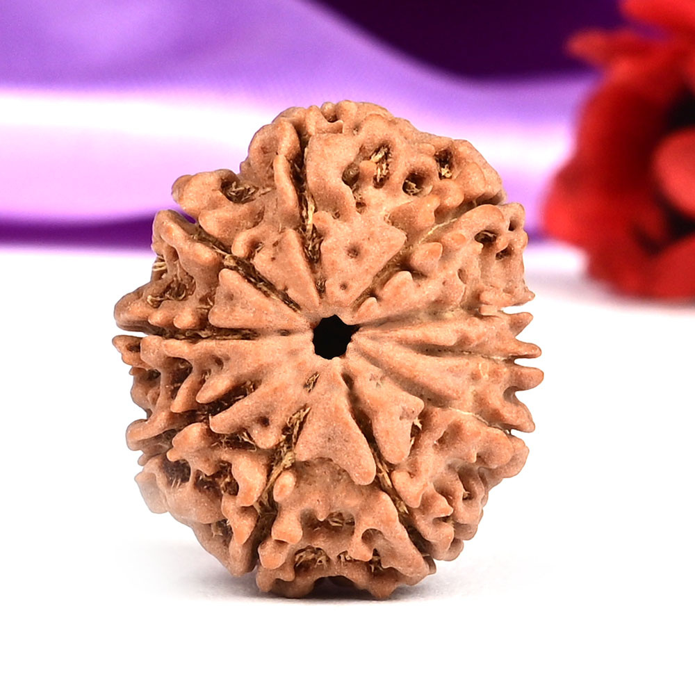 10 Mukhi from Nepal Small - CCCXVII