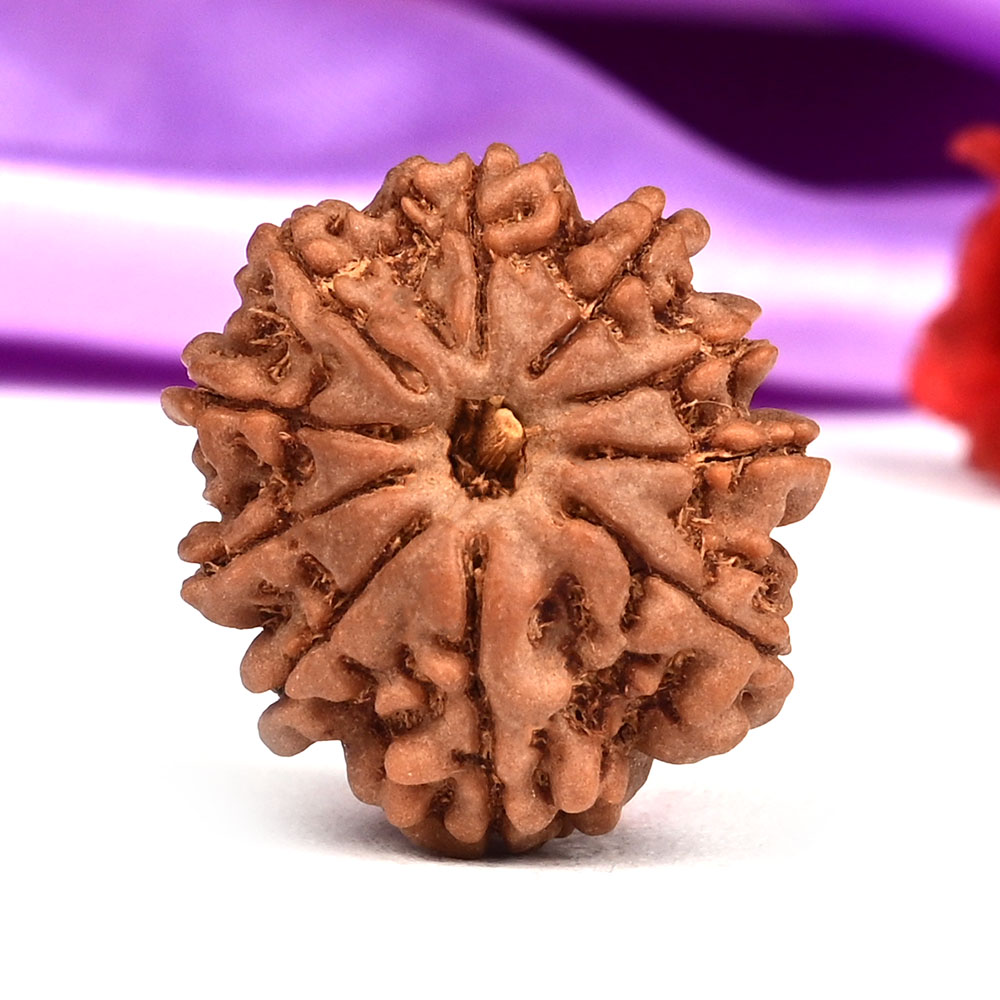 10 Mukhi from Nepal Small - CCCXVIII