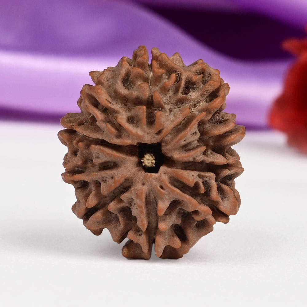 10 Mukhi from Nepal Small - CCCXX