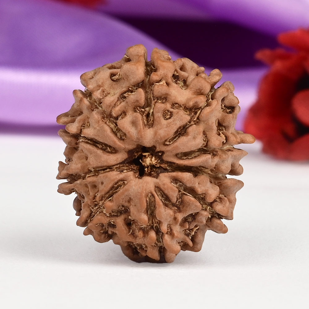  10 Mukhi from Nepal Small - CCCXXI