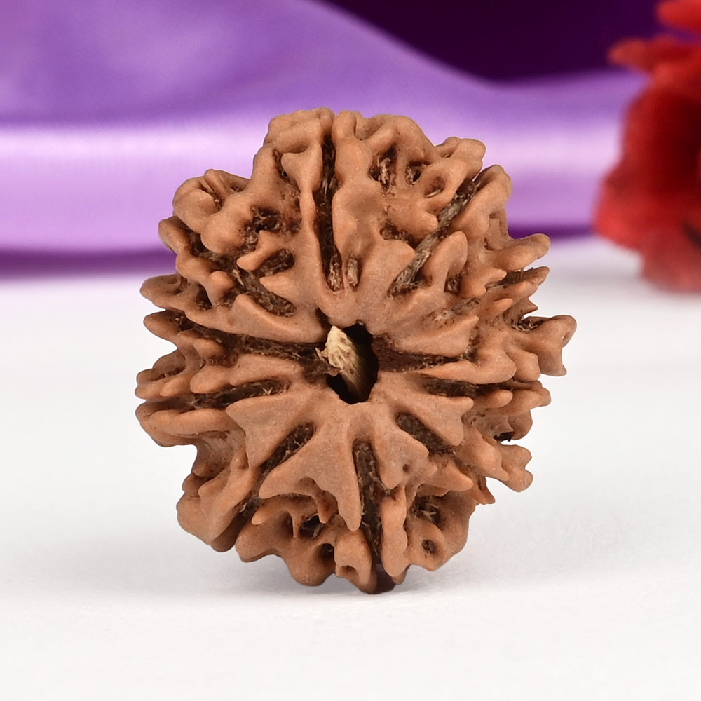 10 Mukhi from Nepal Small - CCCXXIV