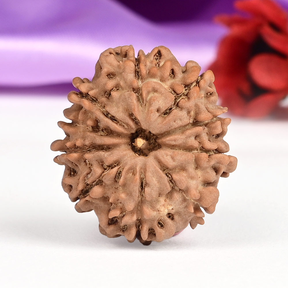 10 Mukhi from Nepal Small - CCCXXIV