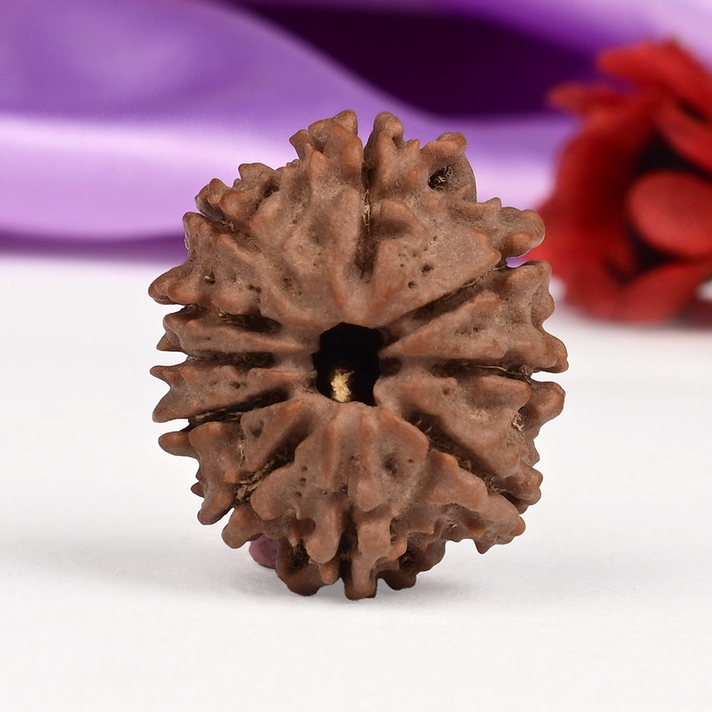 10 Mukhi from Nepal Small - CCCXXV