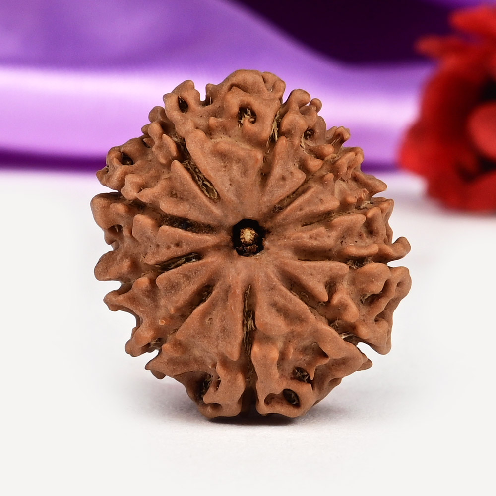 10 Mukhi from Nepal Small - CCCXXVI