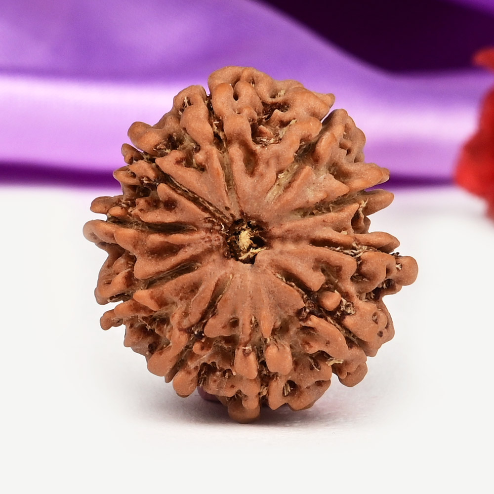 10 Mukhi from Nepal Small - CCCXXVII