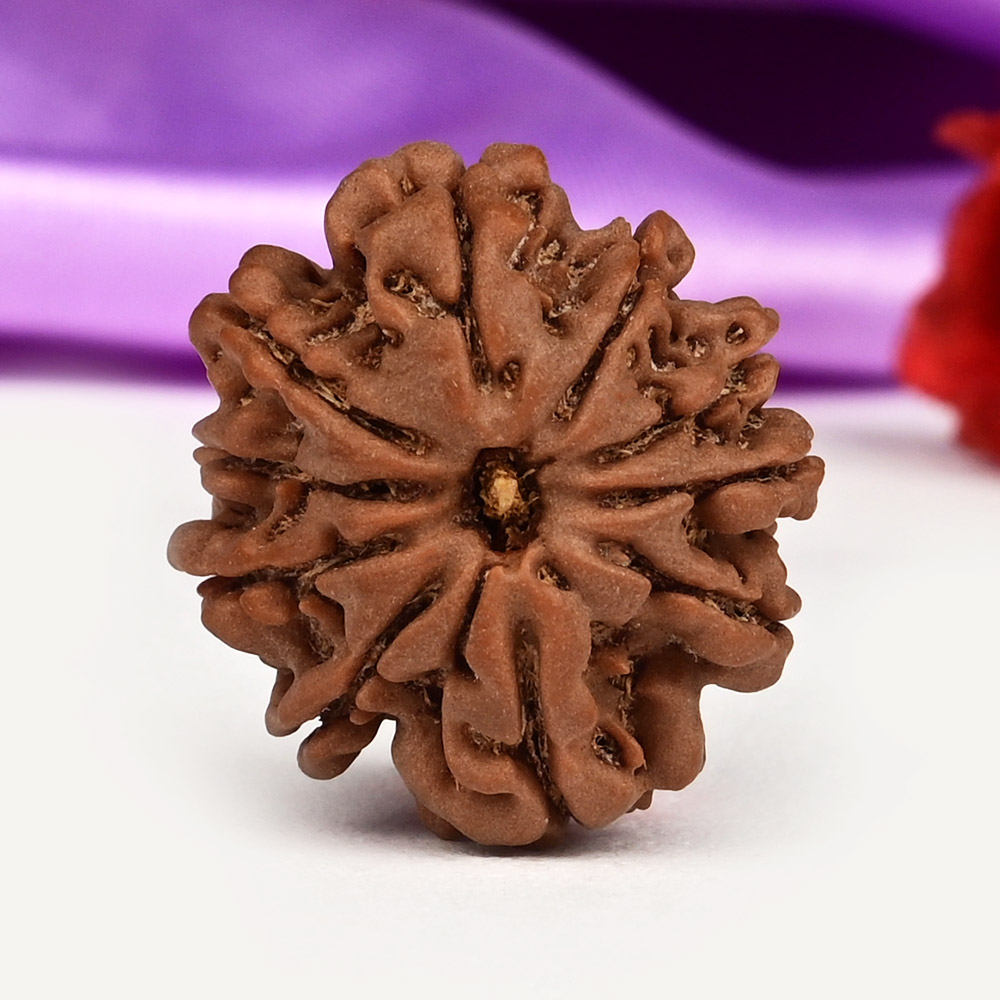 10 Mukhi from Nepal Small - CCCXXVIII