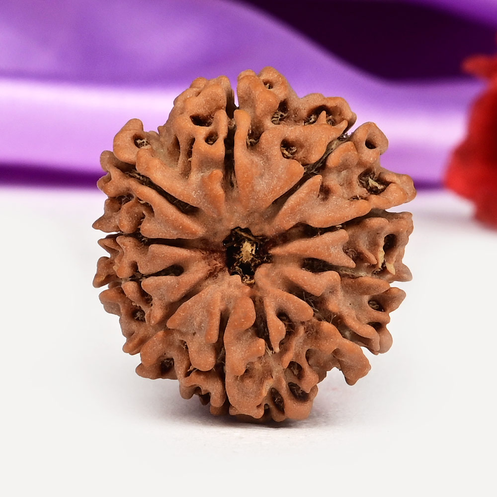 10 Mukhi from Nepal Small - CCCXXIX