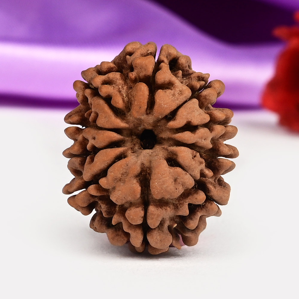 10 Mukhi from Nepal Small - CCCXXV