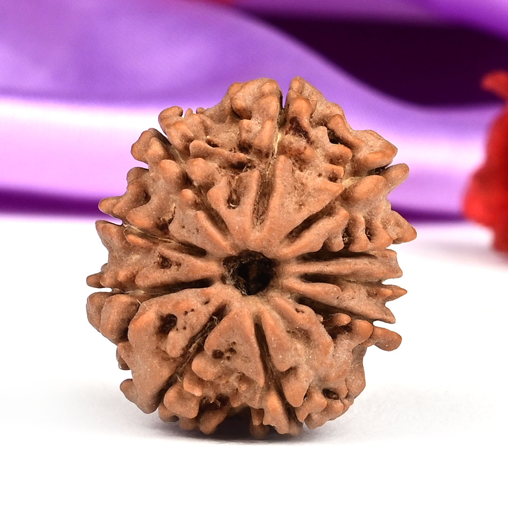 10 Mukhi from Nepal Small - CCCXXXII