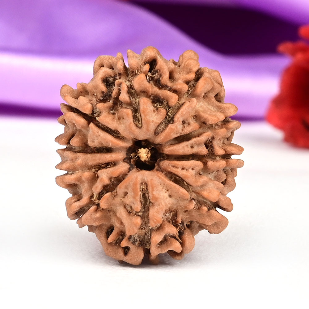 10 Mukhi from Nepal Small - CCCXXXIII