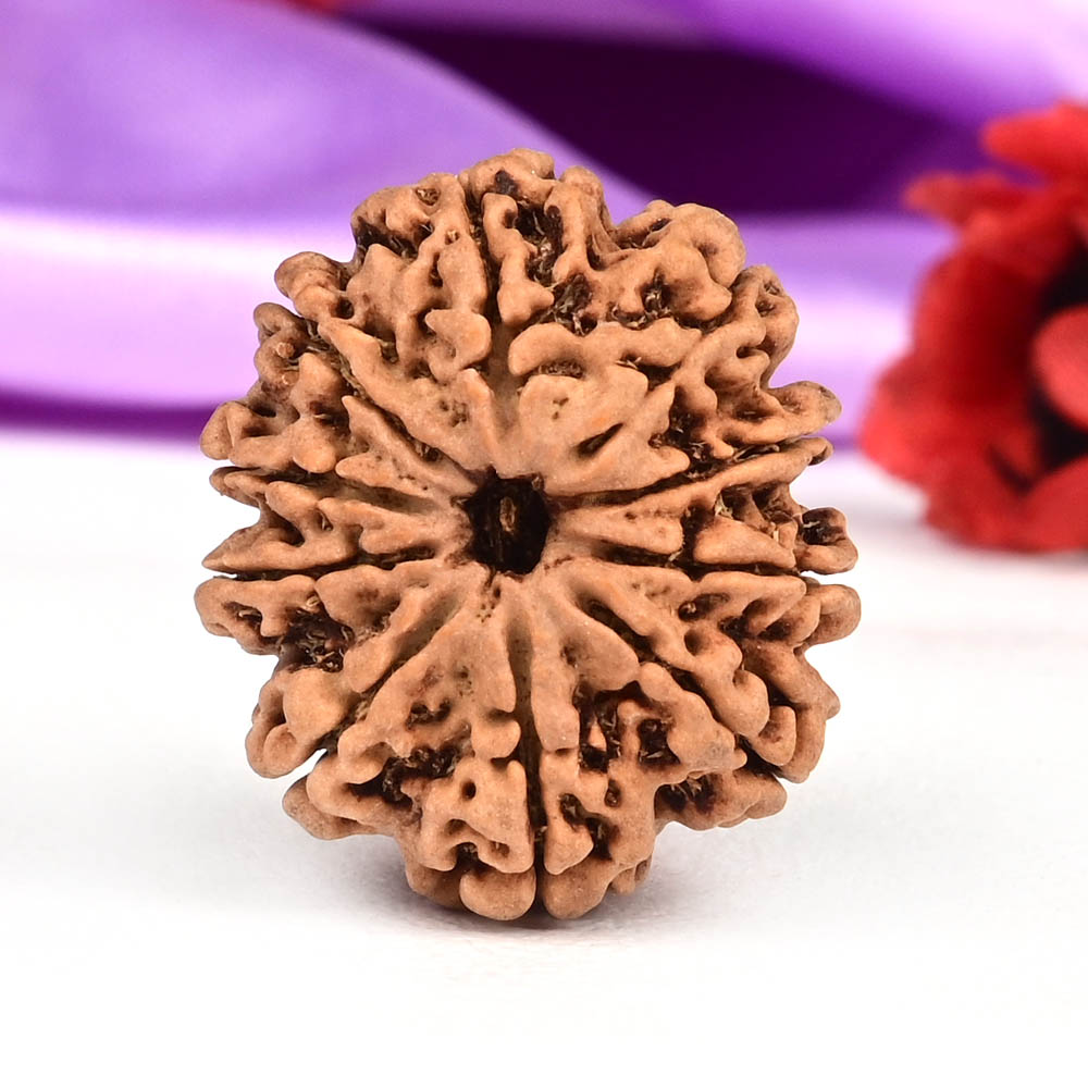 10 Mukhi from Nepal Small - CCCXXXVI