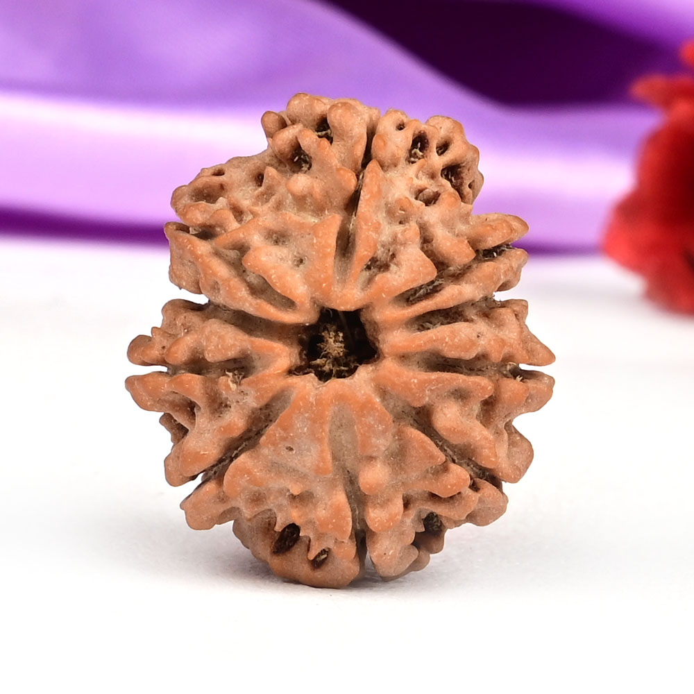 10 Mukhi from Nepal Small - CCCXXXVII