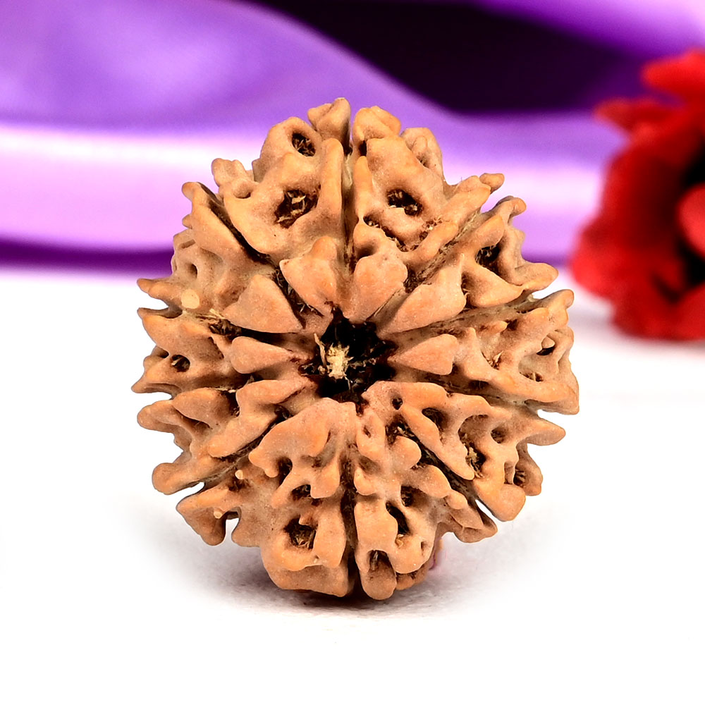 10 Mukhi from Nepal Small - CCCXXXVIII