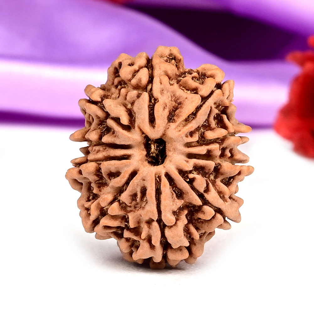 10 Mukhi from Nepal Small - CCCXXXIX