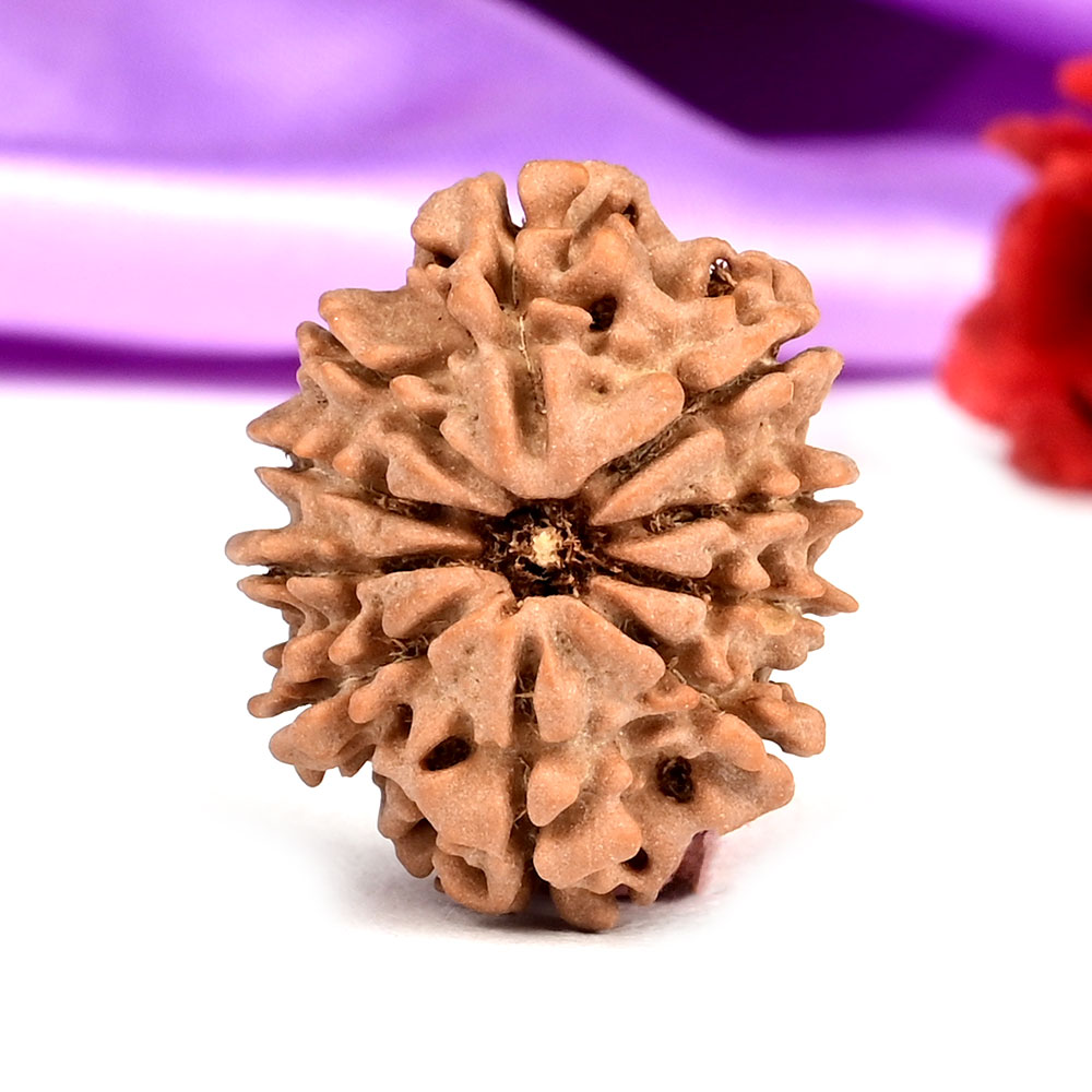 10 Mukhi from Nepal Small - CCCXL