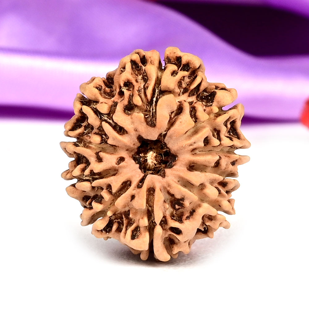  10 Mukhi from Nepal Small - CCCXLI