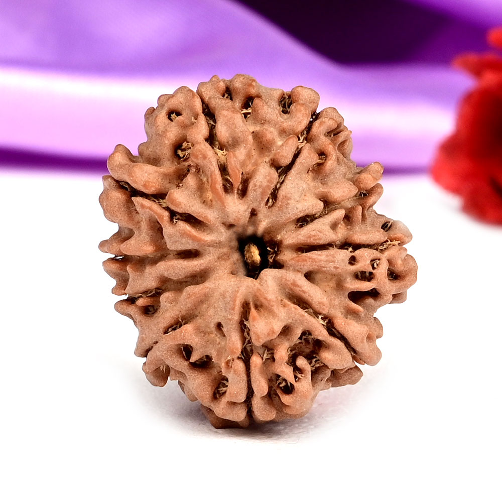 10 Mukhi from Nepal Small - CCCXLII