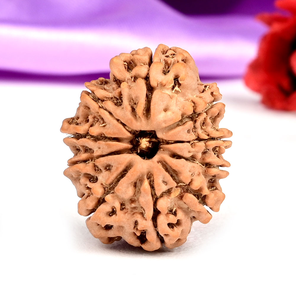 10 Mukhi from Nepal Small - CCCXLIII