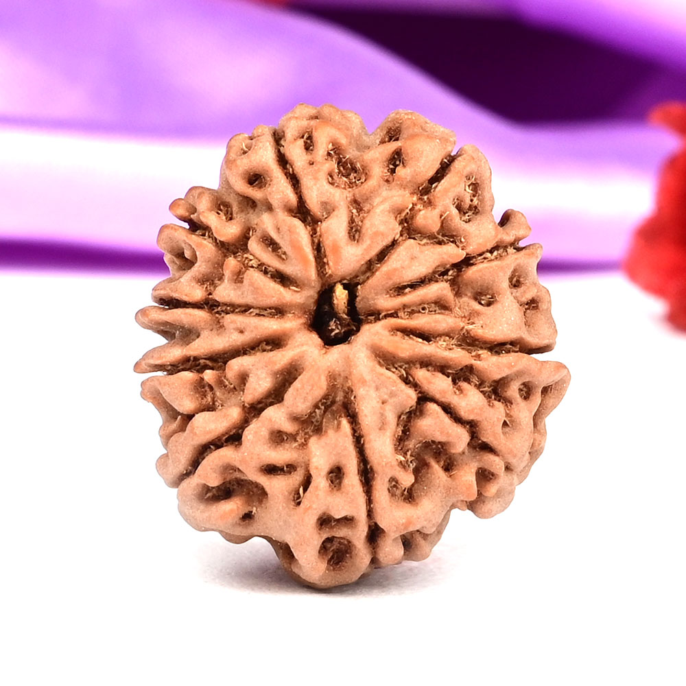 10 Mukhi from Nepal Small - CCCXLIV