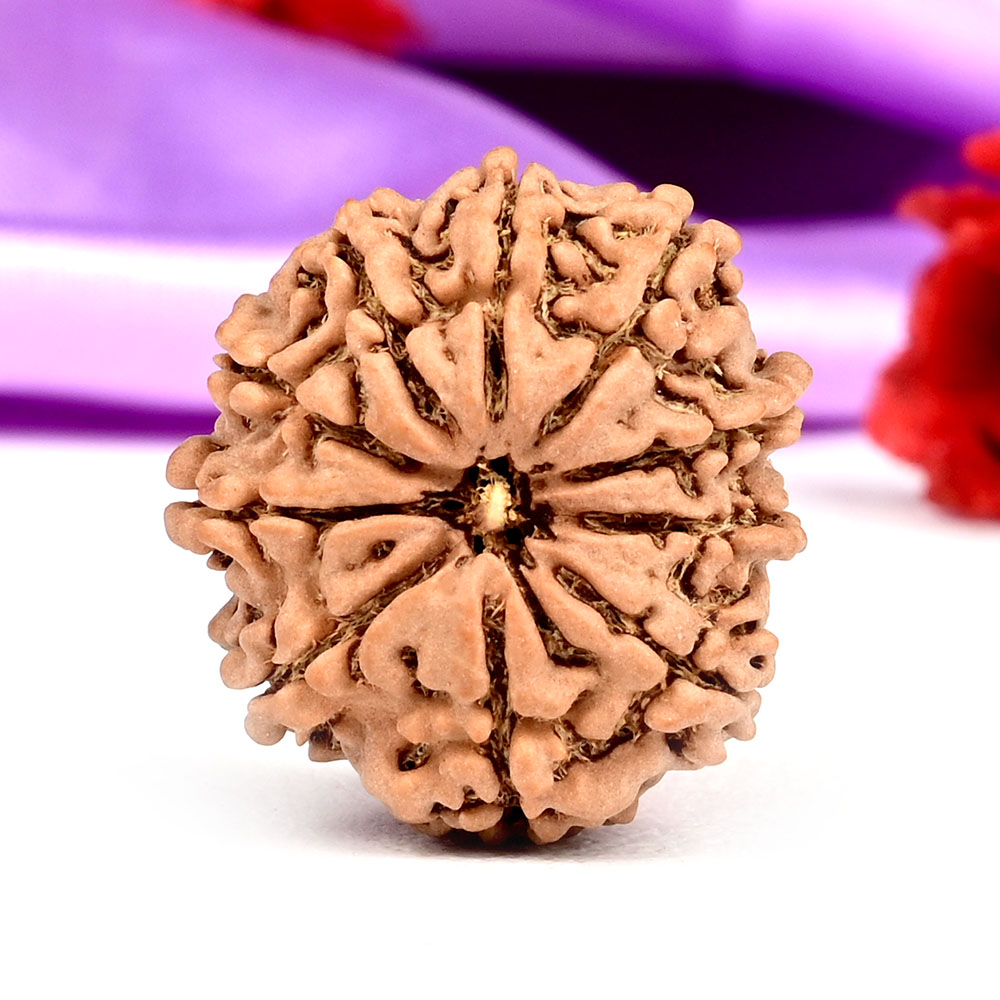 10 Mukhi from Nepal Small - CCCXLV