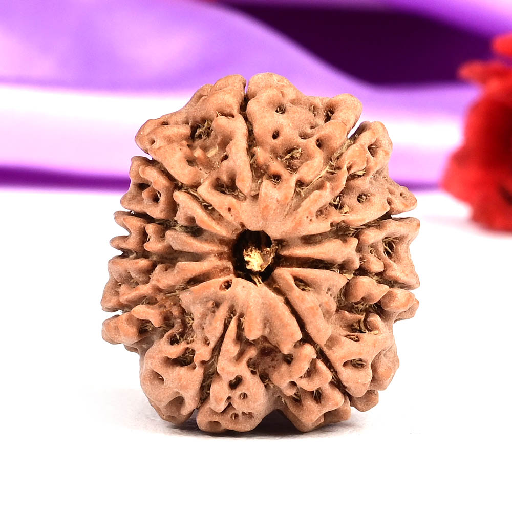  10 Mukhi from Nepal Small - CCCXLVI