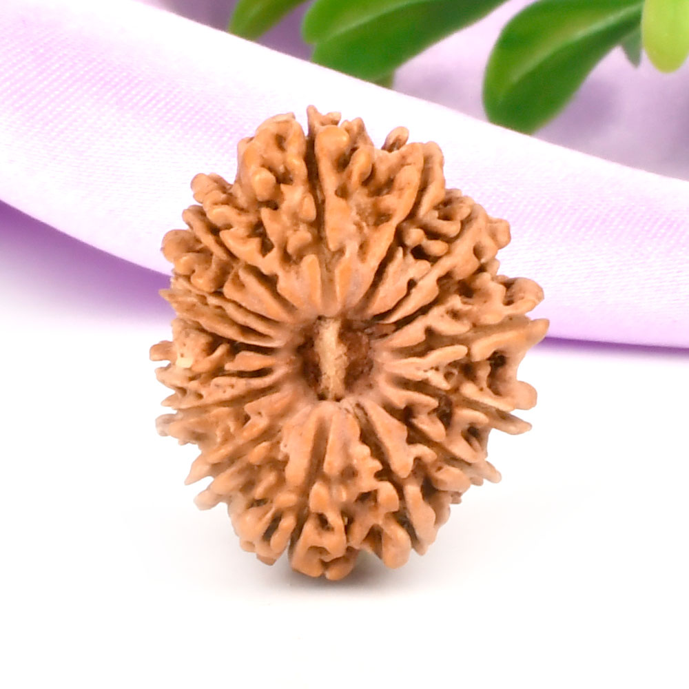 16 Mukhi from Nepal - CLXIV