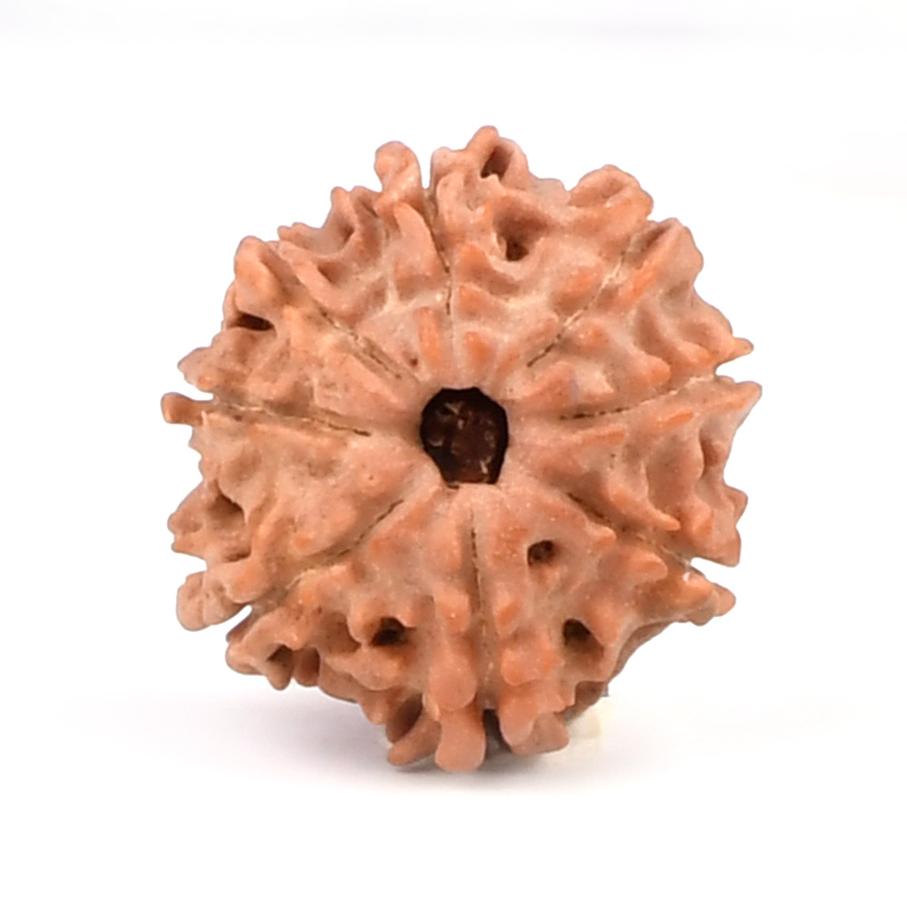 8 Mukhi from Nepal Small - CCCLXXV