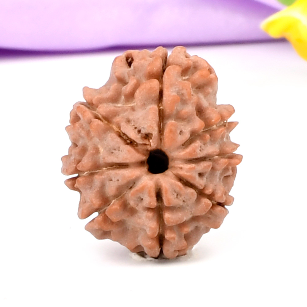 8 Mukhi from Nepal Small - CCCLXXXVII