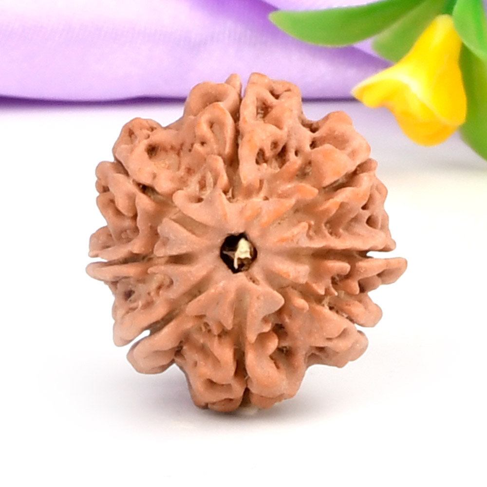 8 Mukhi from Nepal - CCCLXXIX