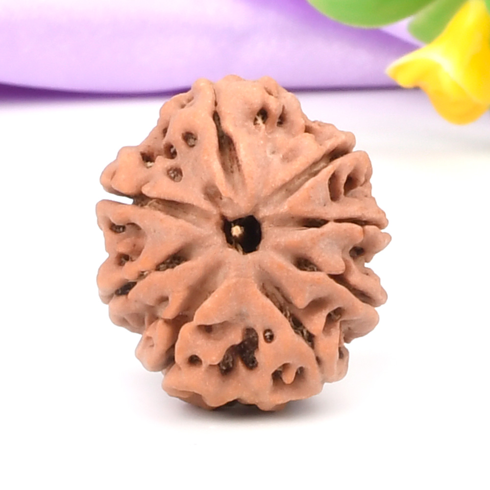 8 Mukhi from Nepal - CCCXCIV