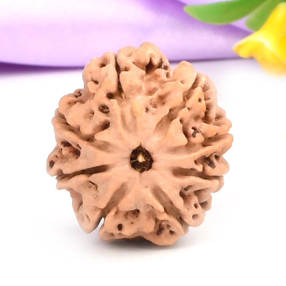 8 Mukhi from Nepal - CCCXCV