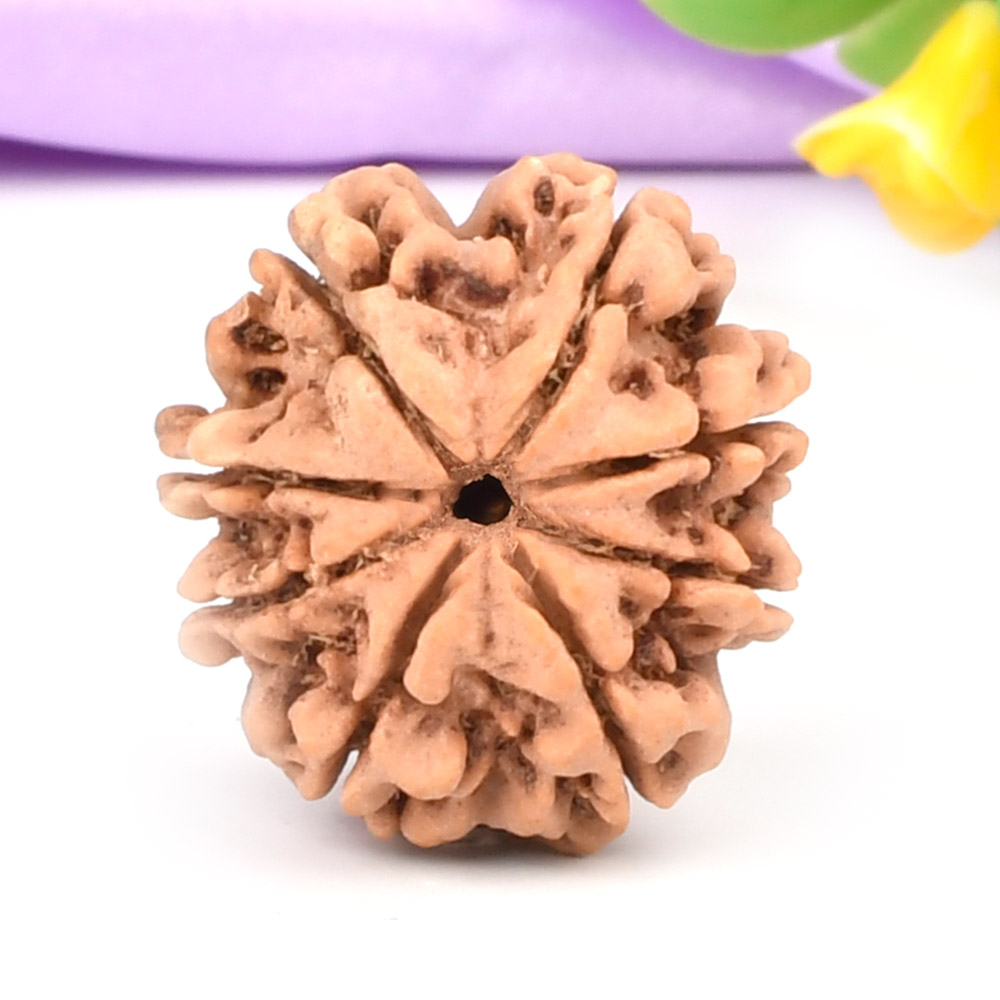 8 Mukhi from Nepal - CCCXCVII