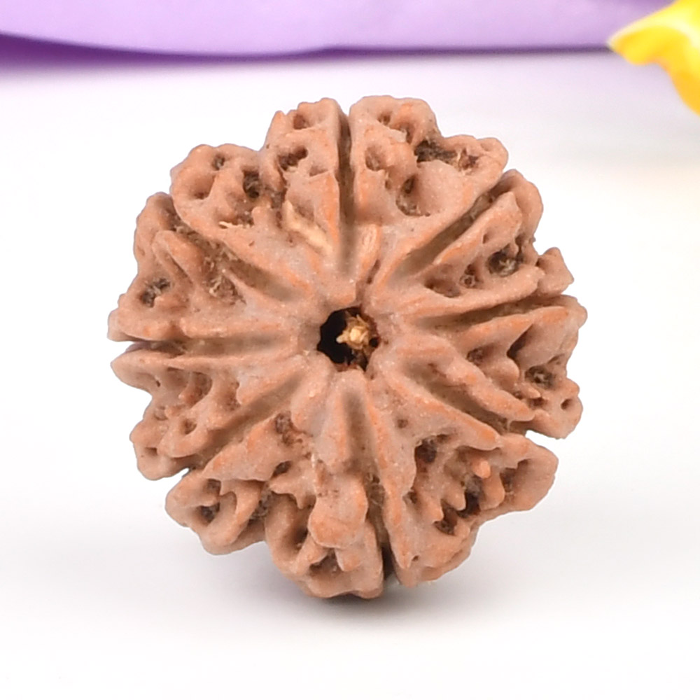 8 Mukhi from Nepal - CCCLXXXV