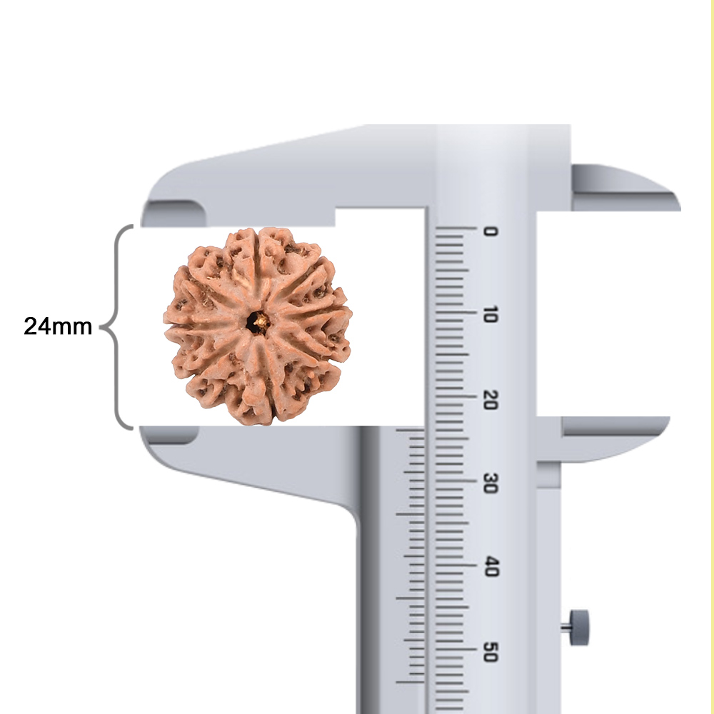 8 Mukhi from Nepal - CCCLXXXV