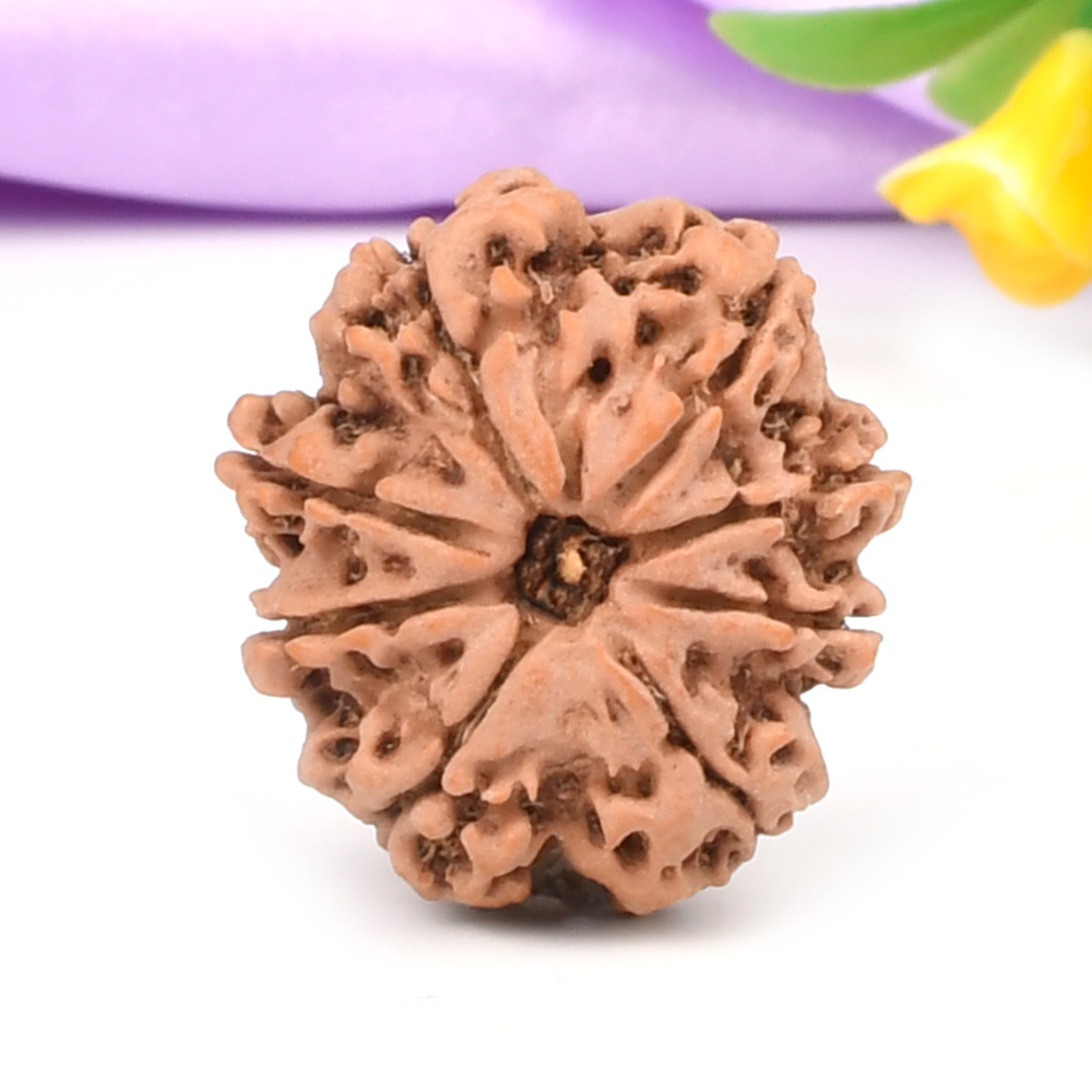 8 Mukhi from Nepal - CCCLXXXVI