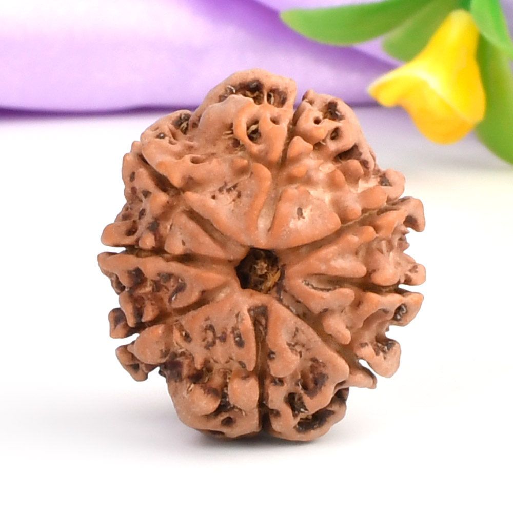 8 Mukhi from Nepal - CCCLXXXVII