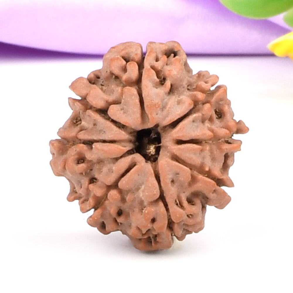 8 Mukhi from Nepal - CCCLXXXVIII