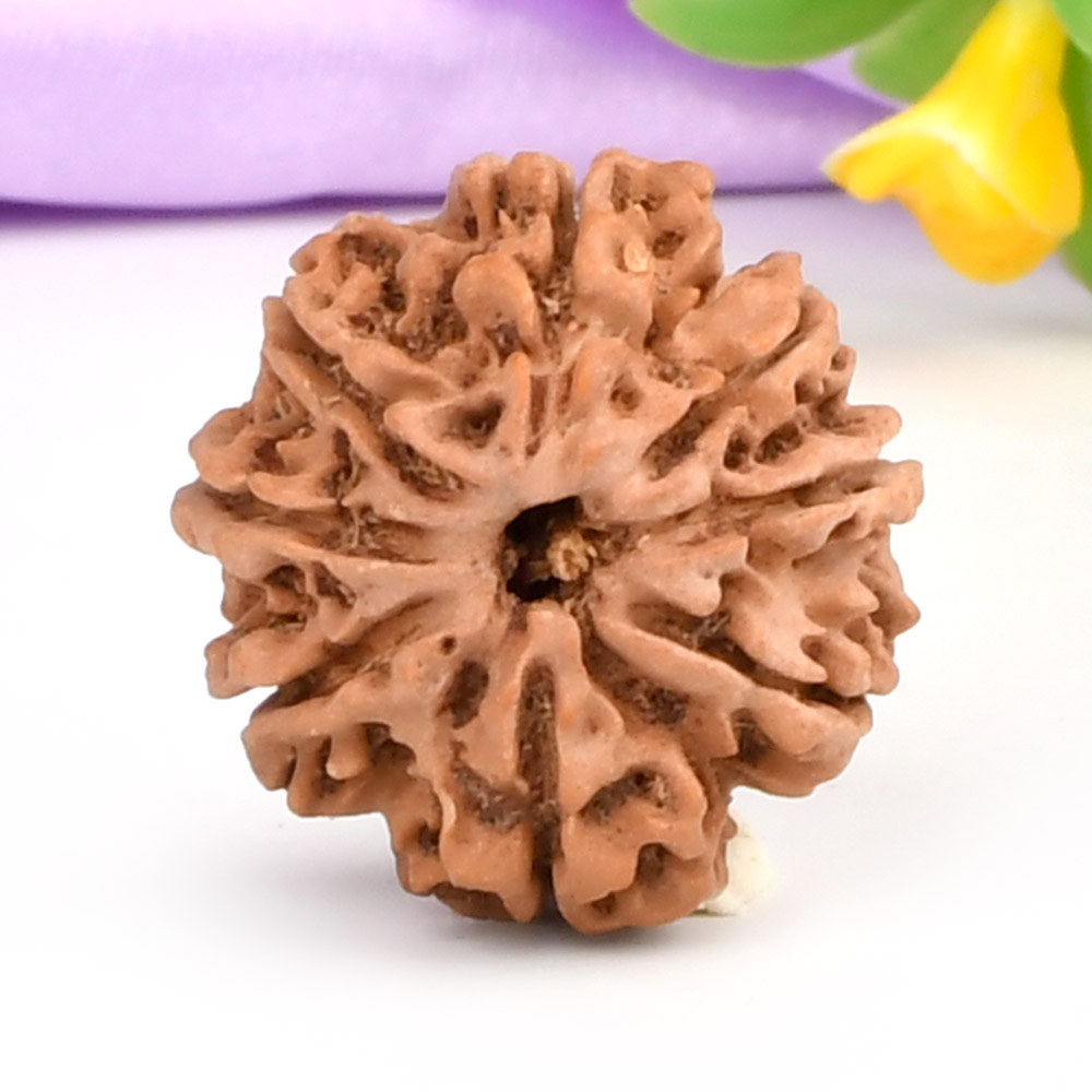 8 Mukhi from Nepal - CCCLXXXIX