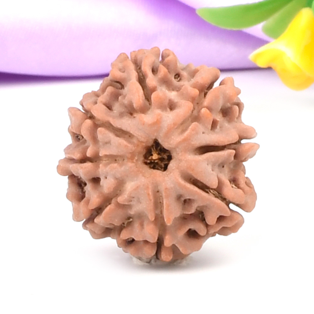 8 Mukhi from Nepal - CCCXC