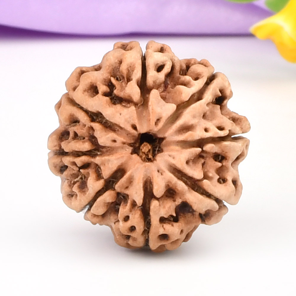 8 Mukhi from Nepal - CCCXCI